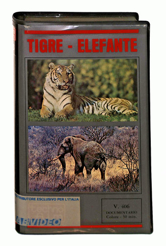 Ebond tigre elefante techno - tigre,